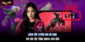 Cách Tập Luyện Cho Gà Chọi | Top Bài Tập Tăng 200% Sức Bền