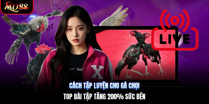 Cách Tập Luyện Cho Gà Chọi | Top Bài Tập Tăng 200% Sức Bền
